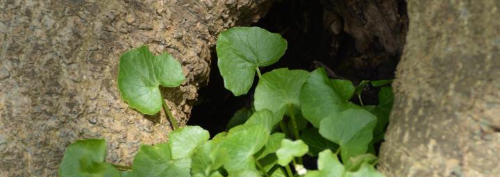 Jonge plant groeit uit een gat in een boomstam